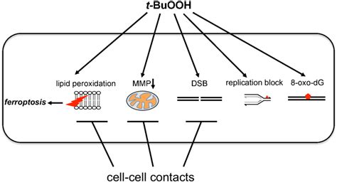 t-BuOOH induces lipid peroxidation and subsequently ferroptosis as the ...