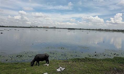 Chennai: Korattur lake turning into septic tank, reveal TNPCB tests