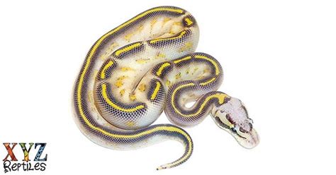 Highway Ball Python 的图像结果