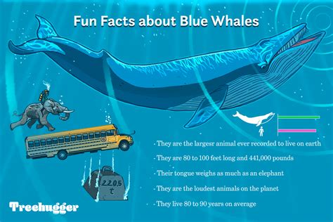 Blue whales