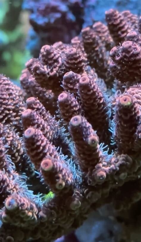 Soluciones LED Orphek iCon y granjas de coral