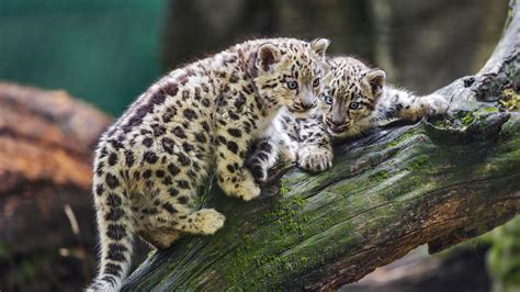 Download wallpaper 3840x2160 snow leopards, kittens, log, predators 4k ...