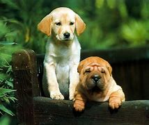 Image result for Cute Baby Dog Pics