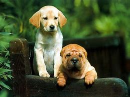 Image result for New Baby Dog Photos