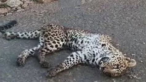Leopard found dead in residential area in Palakkad - KERALA - GENERAL ...