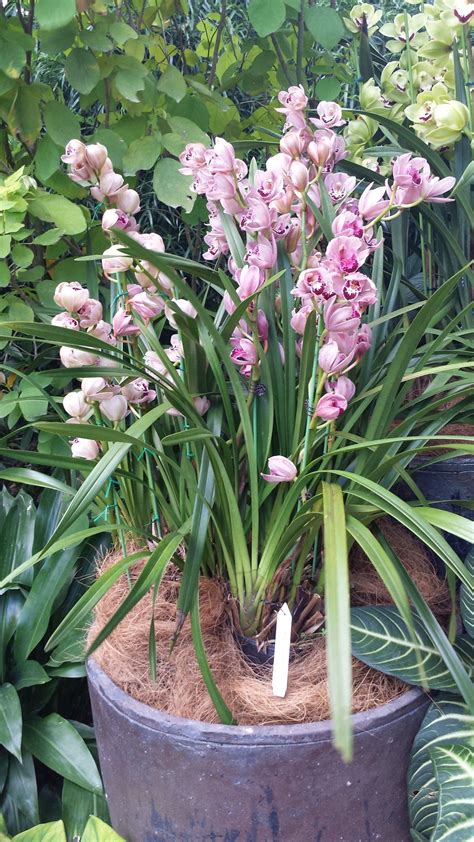 Cymbidium boat orchid care guide pictures – Artofit