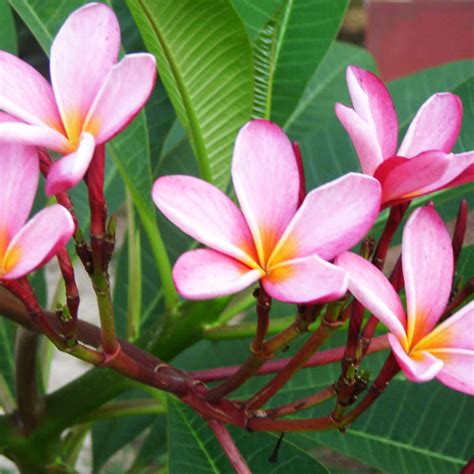 VARA DE SAN JOSE – Vivero El Encanto