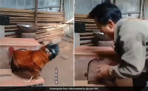 मुर्गी को शख्स ने पिंजड़े में कर दिया बंद, मुर्गे ने दिखाई चालाकी, उसे ...