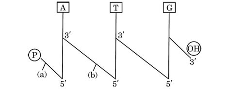 Study the given below single strand of deoxyribonucleic acid depicted ...