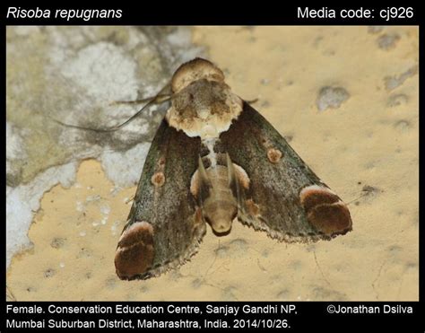 Risoba repugnans (Walker, 1856) - | Moths