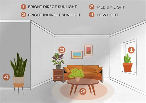 Houseplant Sunlight Guide | Plant Addicts