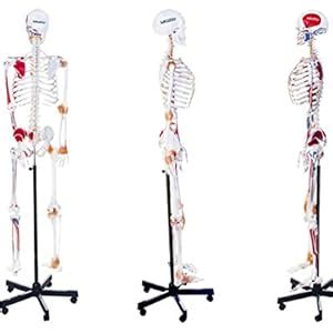 LABZIO 170cm Premium Human Skeleton Model,Anatomical Model with Spinal ...