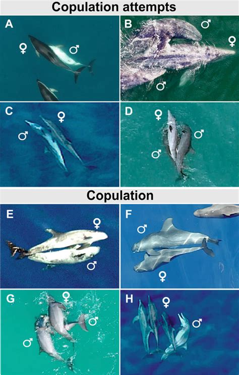 Image result for Copulation in Animals