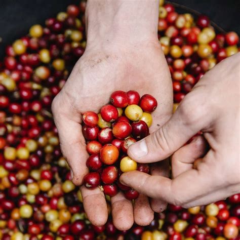 Can Chickens Eat Cranberries? Quick Facts for Chicken Owners