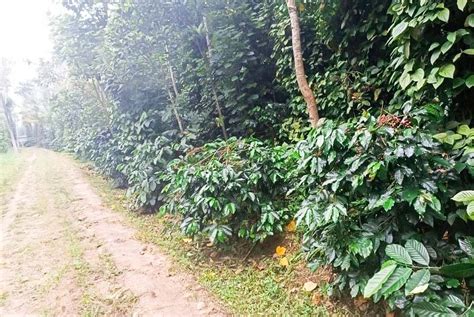 Bagmane Tottimane Homestay Chikmagalur - Resorts Chikmagalur