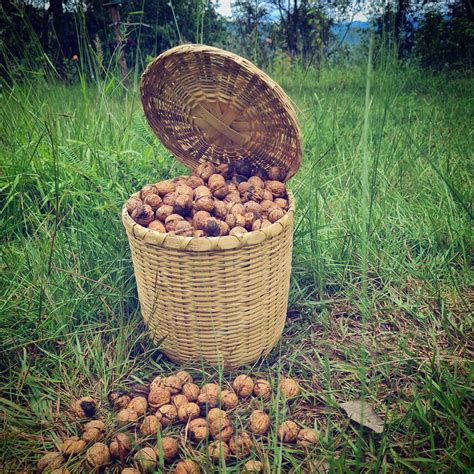 Walnuts from Kumaon in shell | 1kg – Bakhli