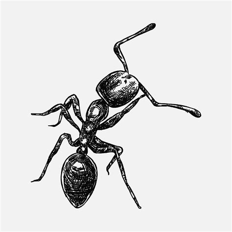 hand drawn illustration of an ant. sketch, realistic drawing, black and ...