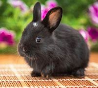 Image result for Black and White Bunny Images