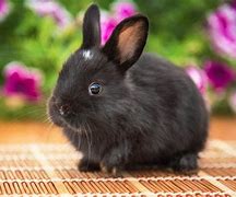 Image result for Cute Black and White Rabbit