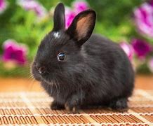 Image result for Cute Black Bunny