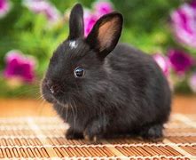 Image result for Bunny Face Black and White