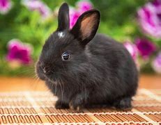 Image result for Cute Bunny Drawing Black and White