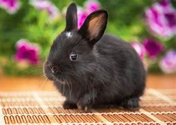 Image result for Cute Black Bunny In-House