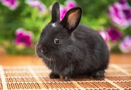 Image result for Baby Bunny for Sale Black and White