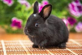 Image result for Fluffy Black and White Baby Bunny