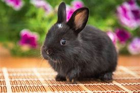 Image result for Black Rabbit New Born Baby