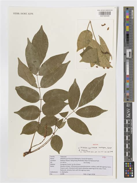 Pongamia pyrrhocarpa (Mattapha, F.Forest & Hawkins) Z.Q.Song | Plants ...