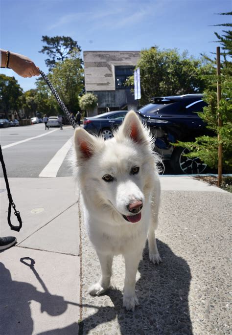 Samoyed Husky Mix