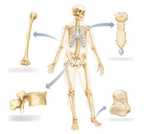 Image result for Human Bones Classification and Exaplain There Functions