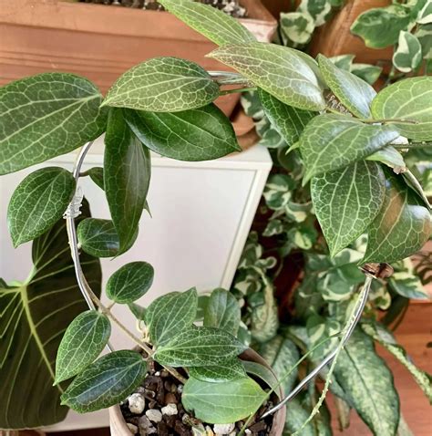 17 Attractive Hoya Varieties to Grow Indoors (With Pictures) - Hort Zone