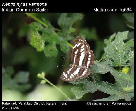 Neptis hylas | Butterfly