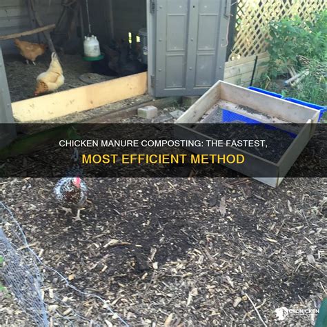 Chicken Manure Composting: The Fastest, Most Efficient Method | CyChicken