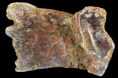 Image result for Turtle Shell Section