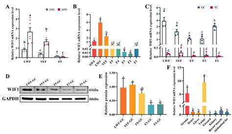 Regulation of Follicular Development in Chickens: WIF1 Modulates ...