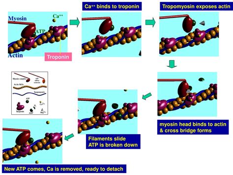 Image result for Treppe Muscle Contraction