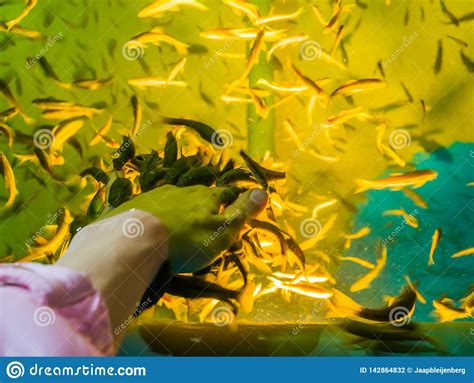 啃许多啃的鱼一只人的手，普遍的温泉治疗，皮肤医疗保健的死的皮肤 库存照片 - 图片 包括有 人力, 新鲜: 142864832