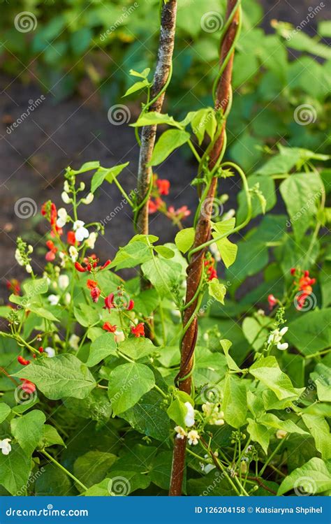 Kidney Beans Plant Growing in a Garden Stock Photo - Image of field ...
