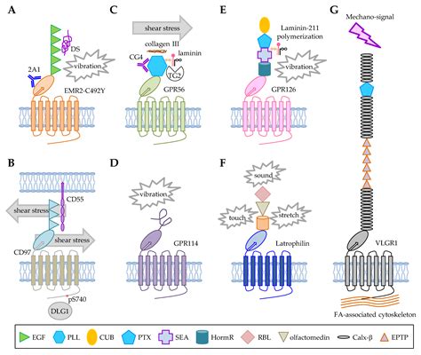 Ligands and Beyond: Mechanosensitive Adhesion GPCRs