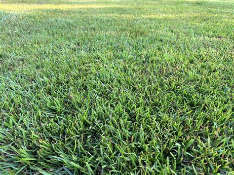 I Have Centipede Grass Centipede Lawn Care
