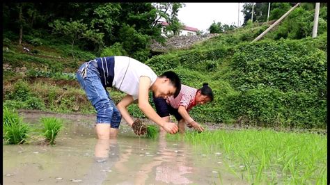贵州榕江：养殖场鸭蛋下满地 志愿者来帮忙-人民图片网
