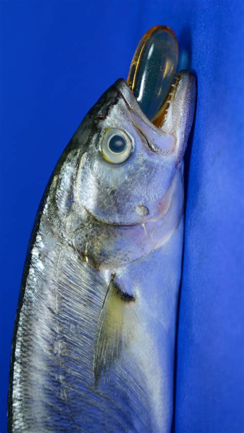 Ravi Mohan's divorce: Singer Keneeshaa Francis takes legal action over ...