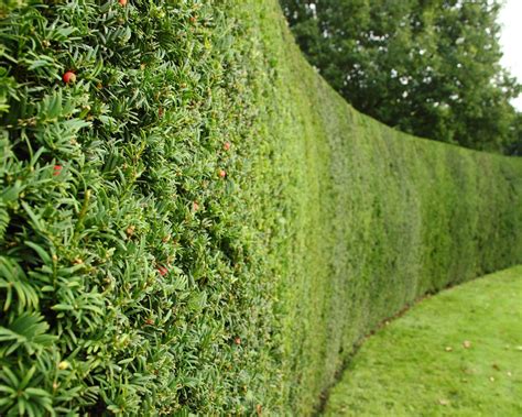 The best living fence plants, according to experts | Gardeningetc