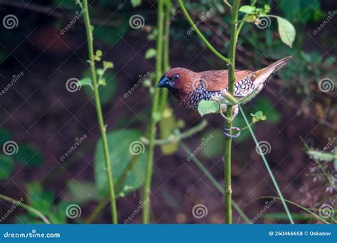 Scaly-breasted Munia or Spotted Munia or Lonchura Punctulata Stock ...