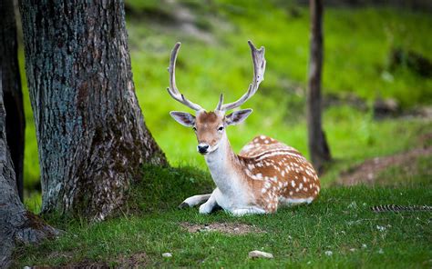 European Fallow Deer HD Wallpaper: Serene Buck Resting