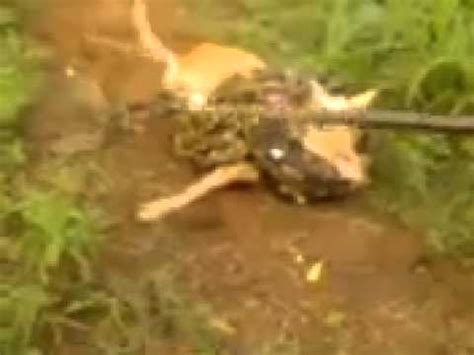 Image result for Dog vs Python