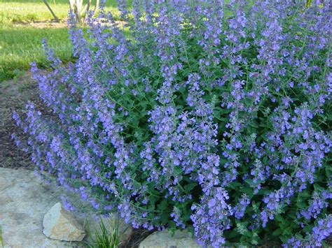 16 Full Sun Perennials: Low Maintenance Plants That Thrive In Sun ...